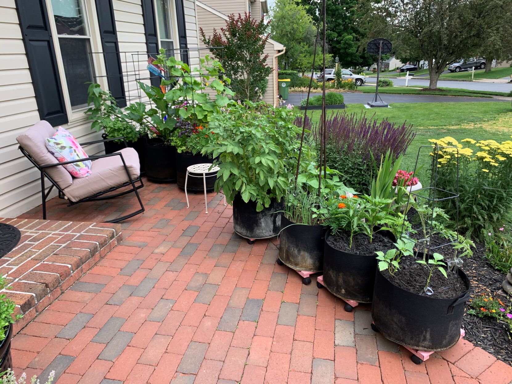 Pandemic garden Cardwell pots